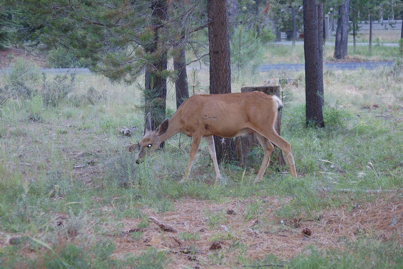 Mule deer grazing among the pines in Sunriver