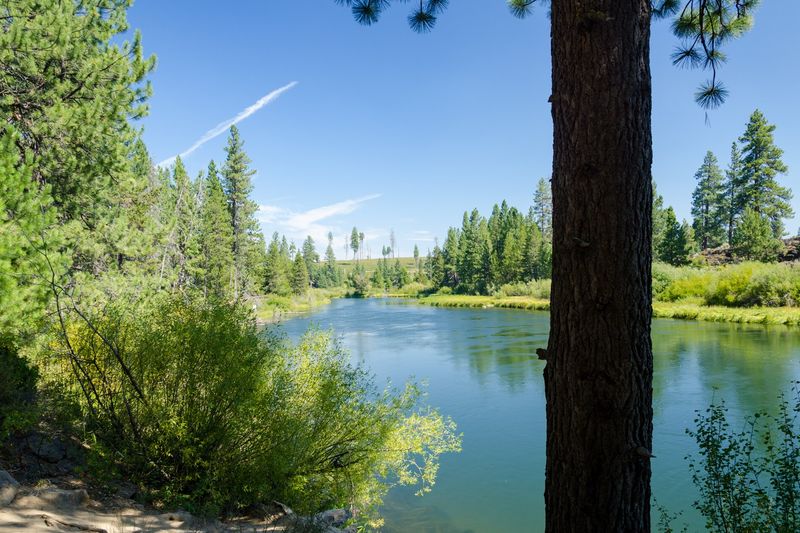 Calm blue Deschutes River framed by a pine trunk upstream of Benham Falls