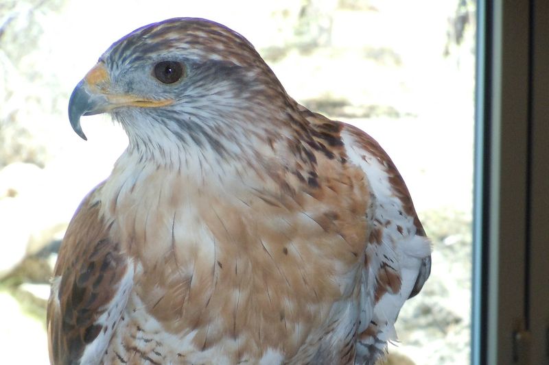 Hawk perched beside a window at the High Desert Museum