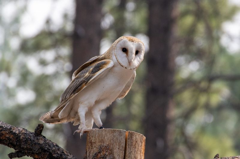 Barn owl perched on a stump at the High Desert Museum