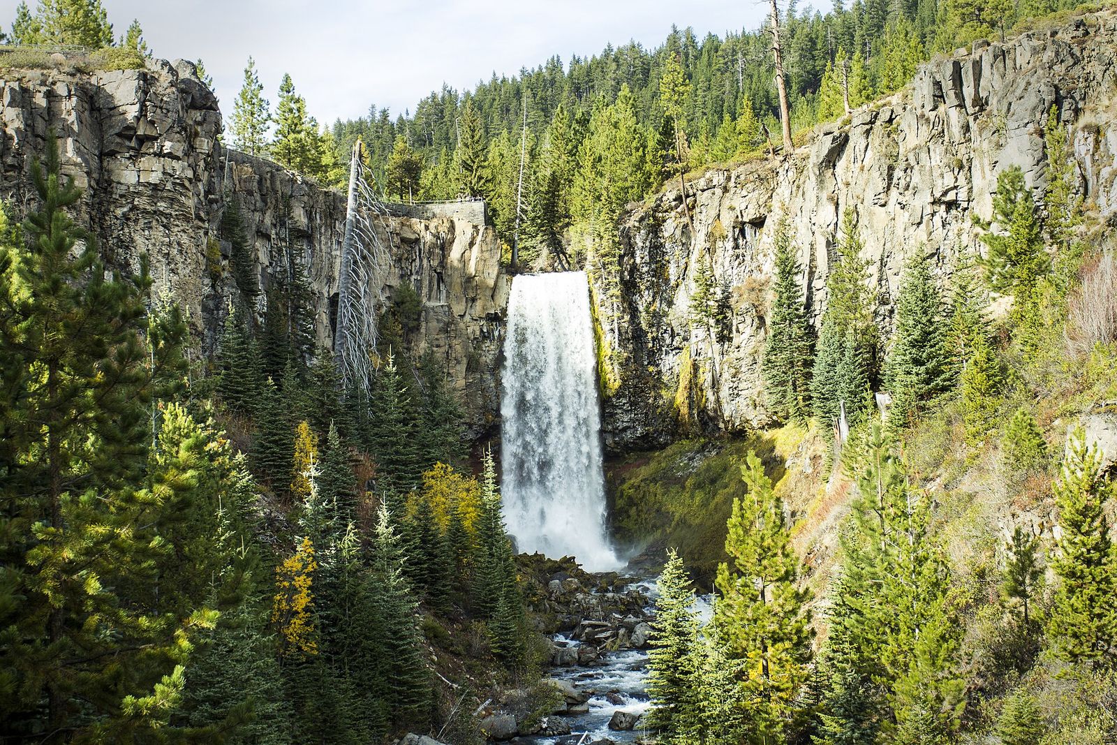 Tumalo Falls dropping over a basalt cliff surrounded by forest